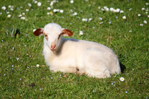 小羊羔 — 图库照片