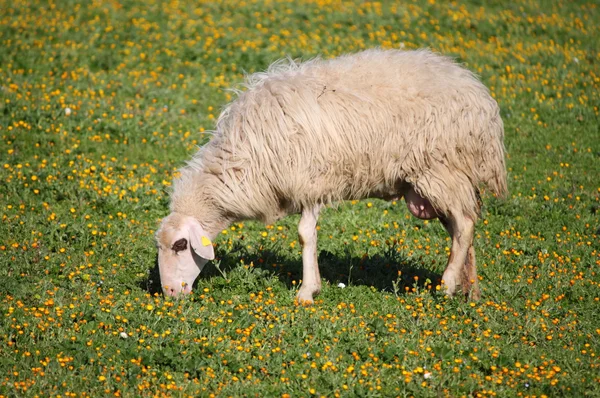 Woolly sheep — Stock Photo, Image