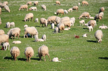 Flock of sheep clipart