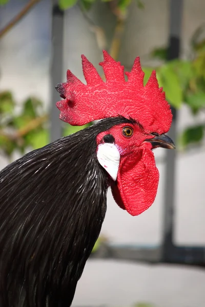 Red Combed Rooster — Stock Photo, Image