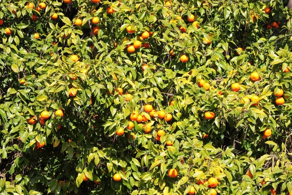 Ağaçtaki portakallar — Stok fotoğraf