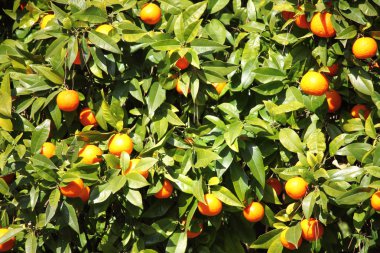 Ağaçtaki portakallar