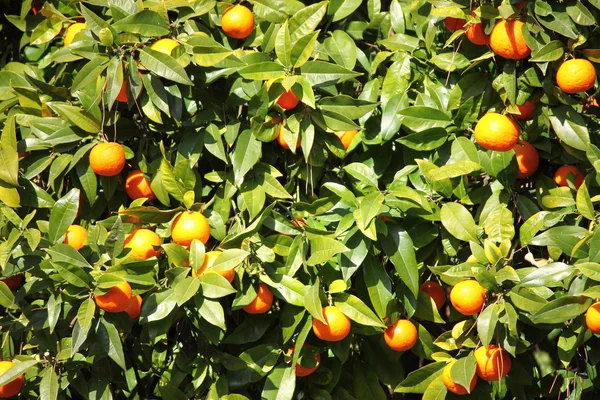 Naranjas en un árbol —  Fotos de Stock
