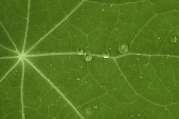 Green leaf with waterdrops — Stock Photo, Image
