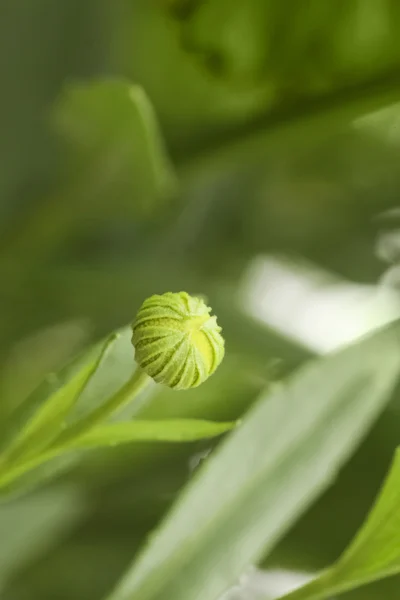 Flower bud, green background — Stock Photo, Image