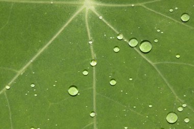 Green leaf with waterdrops clipart