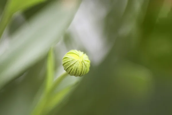 Kwiat pączek, zielone tło — Zdjęcie stockowe