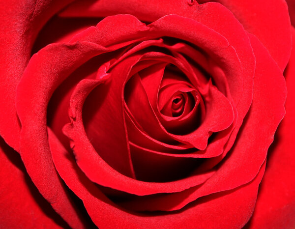 Red rose close-up view