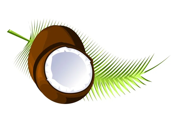 Cocos e palmeiras —  Vetores de Stock