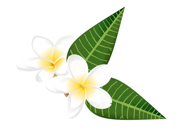 Dos flores de frangiapani — Vector de stock