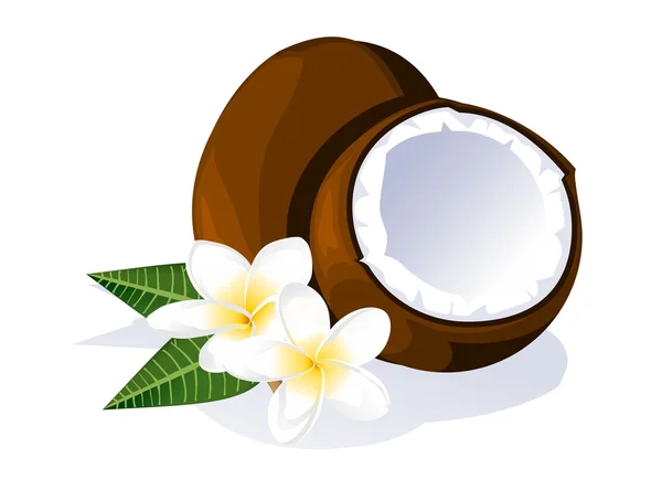 Coconut and plumeria — Stock Vector