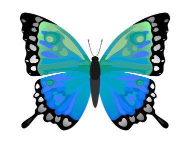 Color butterfly clipart