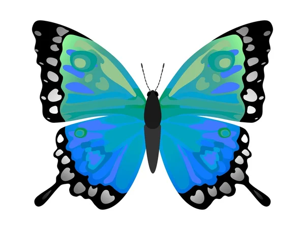 stock vector Color butterfly