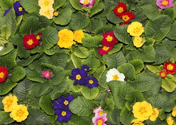 stock image Many colorful Primulas