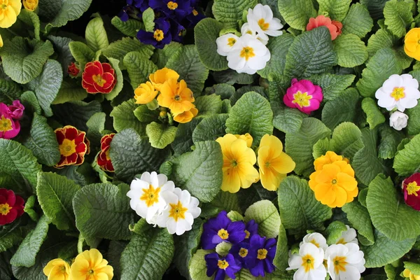 stock image Many colorful Primulas