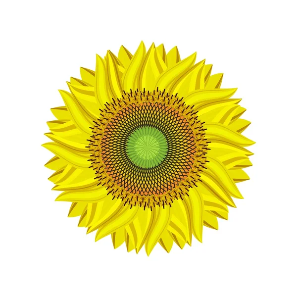 Zonnebloem bloem — Stockvector
