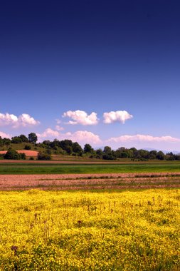 Bahar çiçeği tarlası ve mavi gökyüzü.
