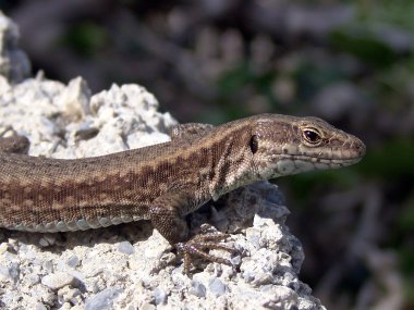 Juvenil lacerta viridishiding kalker kaya arkasında