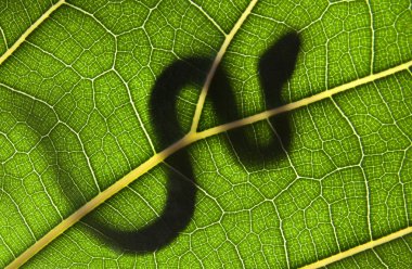 SNAKE ON A GREEN LEAF clipart