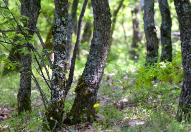 forest floor in spring clipart