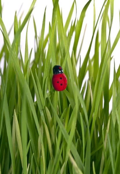 stock image Lady bug on a grass leaf