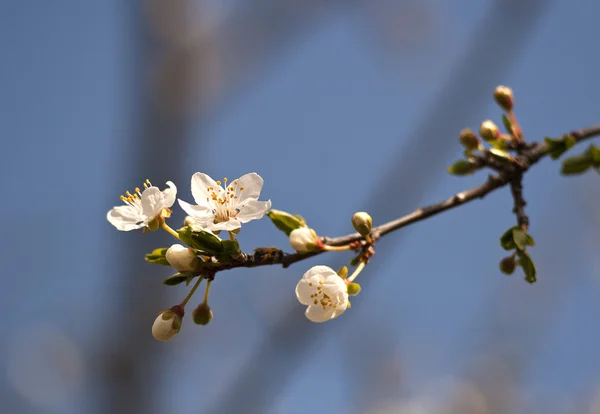 stock image Plum branch in spring