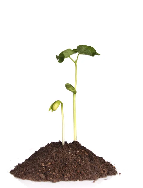 TWO SMALL BEAN PLANTS — Stock Photo, Image