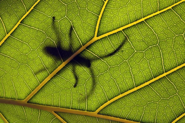 잎사귀에 nsect — 스톡 사진