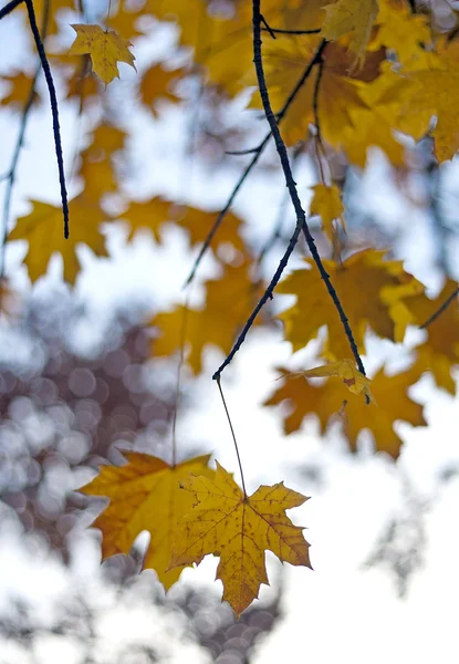 Деталь листьев клена на фоне кленового дерева — стоковое фото