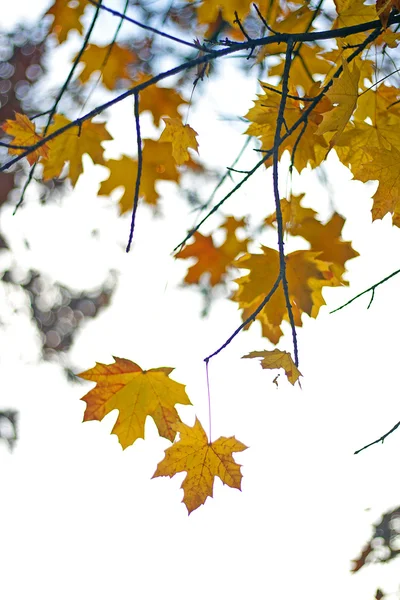 Detail of maple leaves on background maple tree — Stock Photo, Image