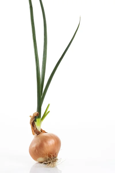 stock image single onion isolaten on white background