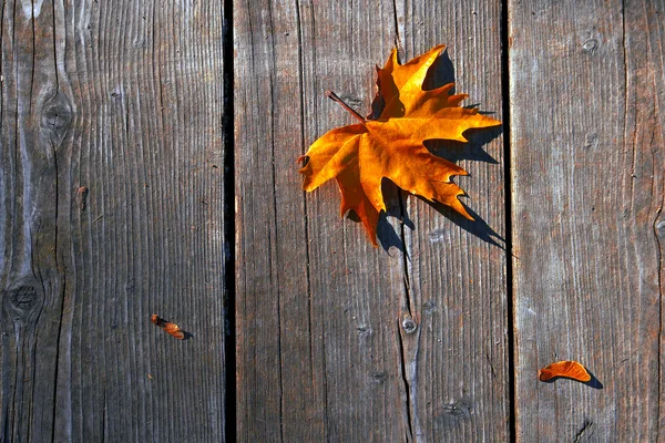 Hojas de otoño húmedas amarillas en el fondo una madera vieja oscura — Foto de Stock