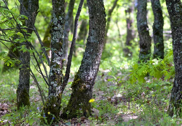 Chão da floresta na primavera — Fotografia de Stock