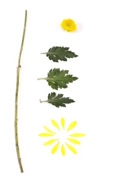 YELLOW FLOWER DECONSTRUCTED — Stock Photo, Image