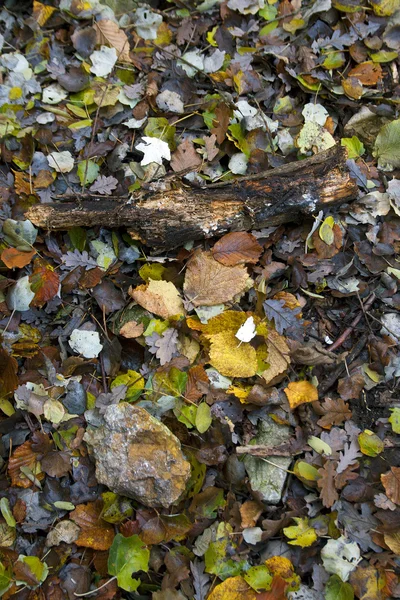 Bladen fallit på en forrest golv — Stockfoto