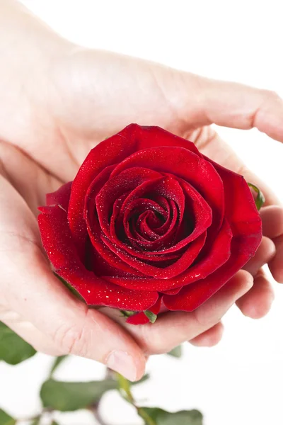 stock image HANDS HOLDING RED ROSE