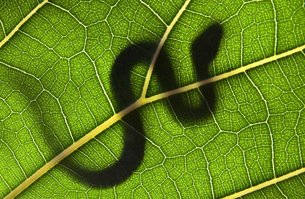 Schlange auf einem grünen Blatt Stockbild
