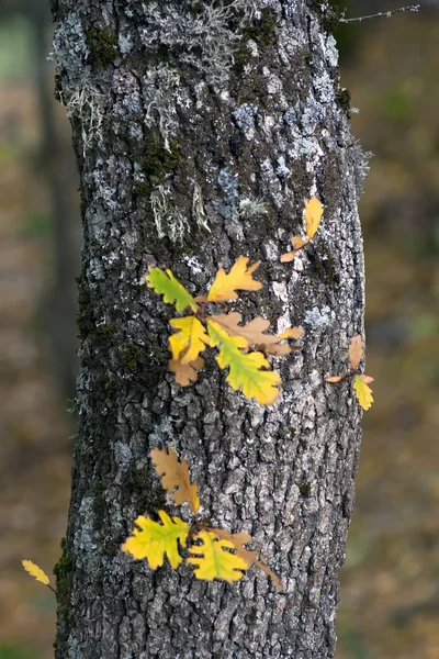Oak bark with yellow autumn leaves Stock Photo