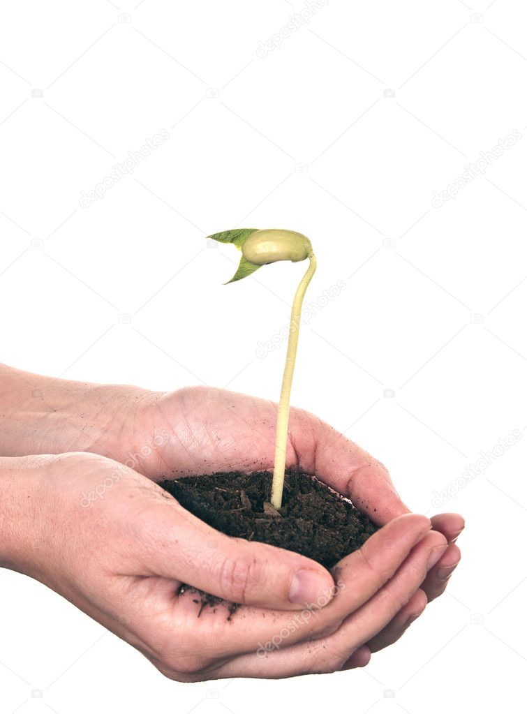 Plant in hands isolated on white