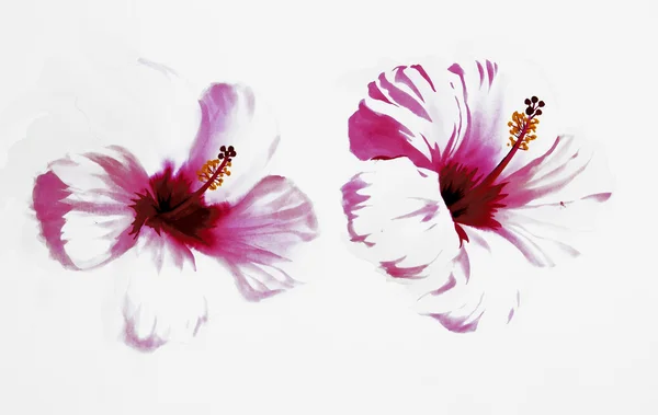 Çiçekler. — Stok fotoğraf