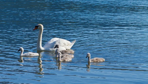 stock image Little Swan