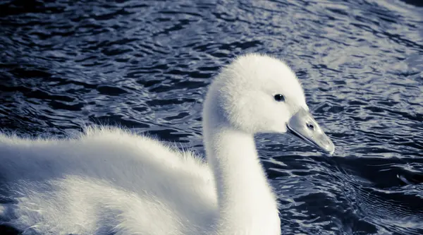 Little Swan — Stock Photo, Image