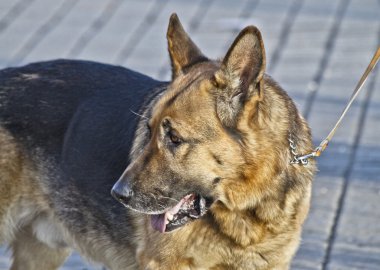 Köpek ve arkadaşları