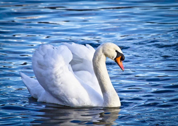 Swan & waters — Stock Photo, Image