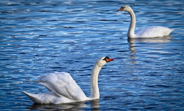Swan & vody — Stock fotografie