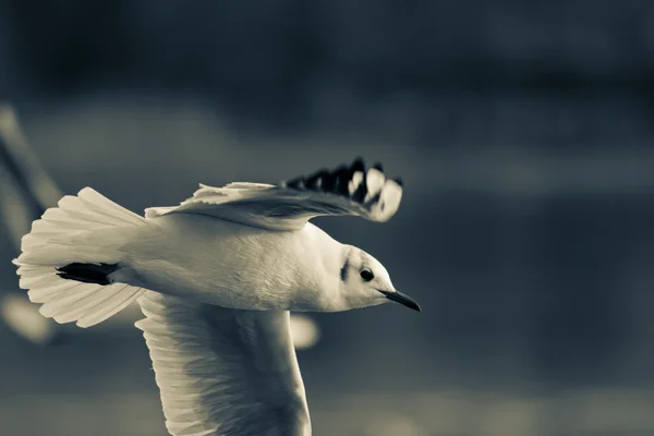 Птицы и небо — стоковое фото