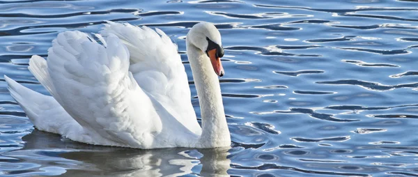 Swan & vody — Stock fotografie