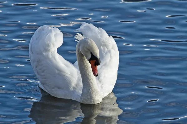 Swan & vatten Stockbild