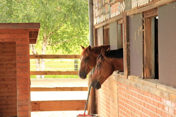 stock image Horses looking out of stable