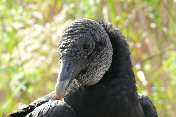 stock image Vulture